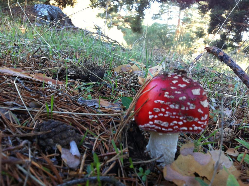 La Pasailla De Gredos Affittacamere Navacepeda de Tormes Esterno foto