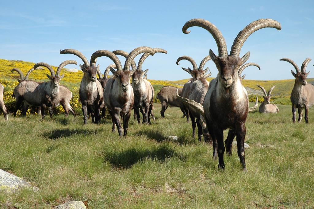 La Pasailla De Gredos Affittacamere Navacepeda de Tormes Esterno foto