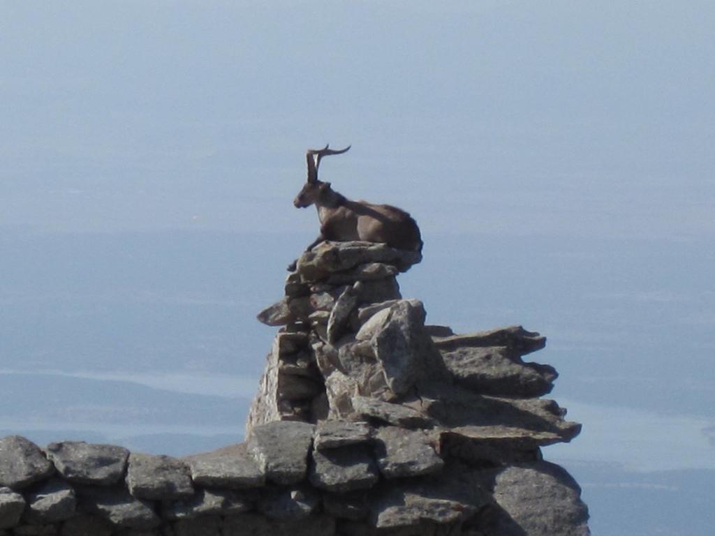 La Pasailla De Gredos Affittacamere Navacepeda de Tormes Esterno foto